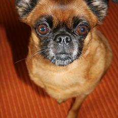 Blanding af racer (Griffon) Bella *6år*
