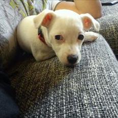 Jack russell terrier Wilma
