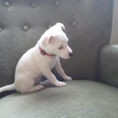 Jack russell terrier Wilma