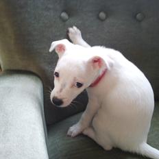 Jack russell terrier Wilma