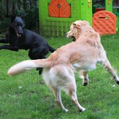 Blanding af racer Salta La Linda