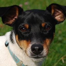 Dansk svensk gaardhund Eyvin*Fået ny ejer*