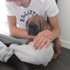 Boxer Buster [Delehund] <3