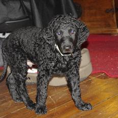 Curly coated retriever Jobs