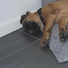 Boxer Buster [Delehund] <3