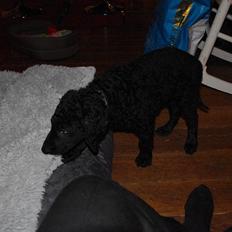 Curly coated retriever Jobs