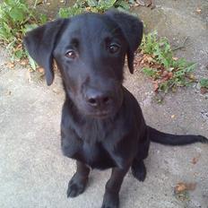 Labrador retriever Zazha