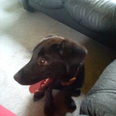 Labrador retriever Zazha