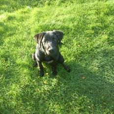 Labrador retriever Zazha