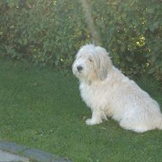 Petit basset griffon wendéen Luffe