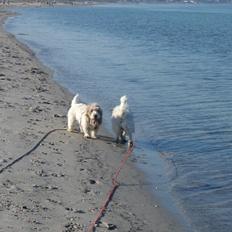 Petit basset griffon wendéen Luffe