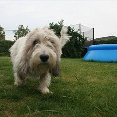 Petit basset griffon wendéen Buddy