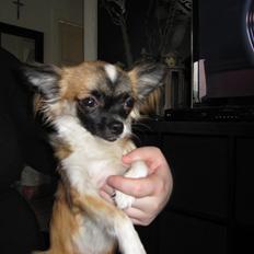 Chihuahua Julius Cæsar