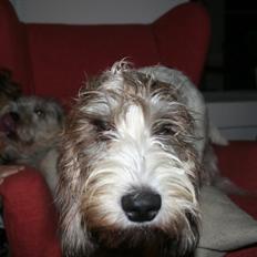 Petit basset griffon wendéen Buddy