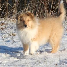 Collie langhåret Tvingsfields Kiss Me Now (Aiko)