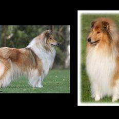 Collie langhåret Tvingsfields Kiss Me Now (Aiko)
