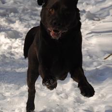 Labrador retriever Balder
