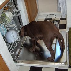 Labrador retriever Balder