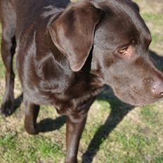 Labrador retriever Balder