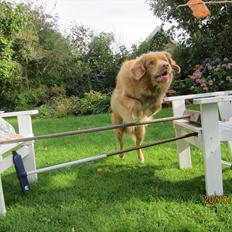 Nova scotia duck tolling retriever Simba