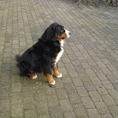 Berner sennenhund Queen Von der Holderstockhöhe