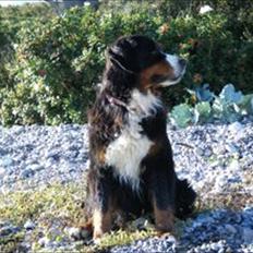 Berner sennenhund Queen Von der Holderstockhöhe