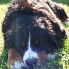 Berner sennenhund Queen Von der Holderstockhöhe