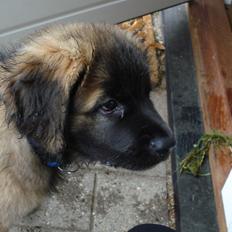 Leonberger Julius