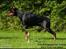 Dobermann Nord Nimrod Od Telepa (R.I.P.)