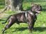 Staffordshire bull terrier Obelix