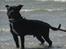 Staffordshire bull terrier Obelix