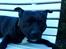 Staffordshire bull terrier Obelix