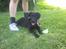 Labrador retriever Jessy <3 R.I.P ;( - Her var hun heller ikke så gammel 
