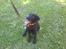 Labrador retriever Jessy <3 R.I.P ;(