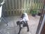 Labrador retriever Jessy <3 R.I.P ;( - Hvorfor er den dumme tingest imellem os? :D 