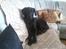 Labrador retriever Jessy <3 R.I.P ;( - er du sikker på jeg må ligge her ? D; 