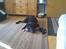 Labrador retriever Jessy <3 R.I.P ;( - sagde du noget ? 