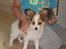 Papillon Pluto