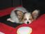 Papillon Pluto