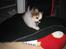 Papillon Pluto