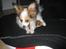 Papillon Pluto