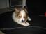 Papillon Pluto