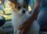 Papillon Pluto