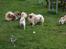 Tibetansk spaniel Nyima's Blue Impromtu - Alle mine venner :)