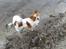 Papillon simba - jeg begynder at blive vild med det vand og strand :-)