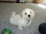 Shih tzu Viggo