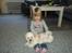 Shih tzu Viggo