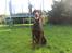 Dobermann RD Attractive Anastacia - 15 mdr