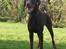 Dobermann RD Attractive Anastacia - 15 mdr