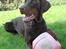 Dobermann RD Attractive Anastacia - 15 mdr